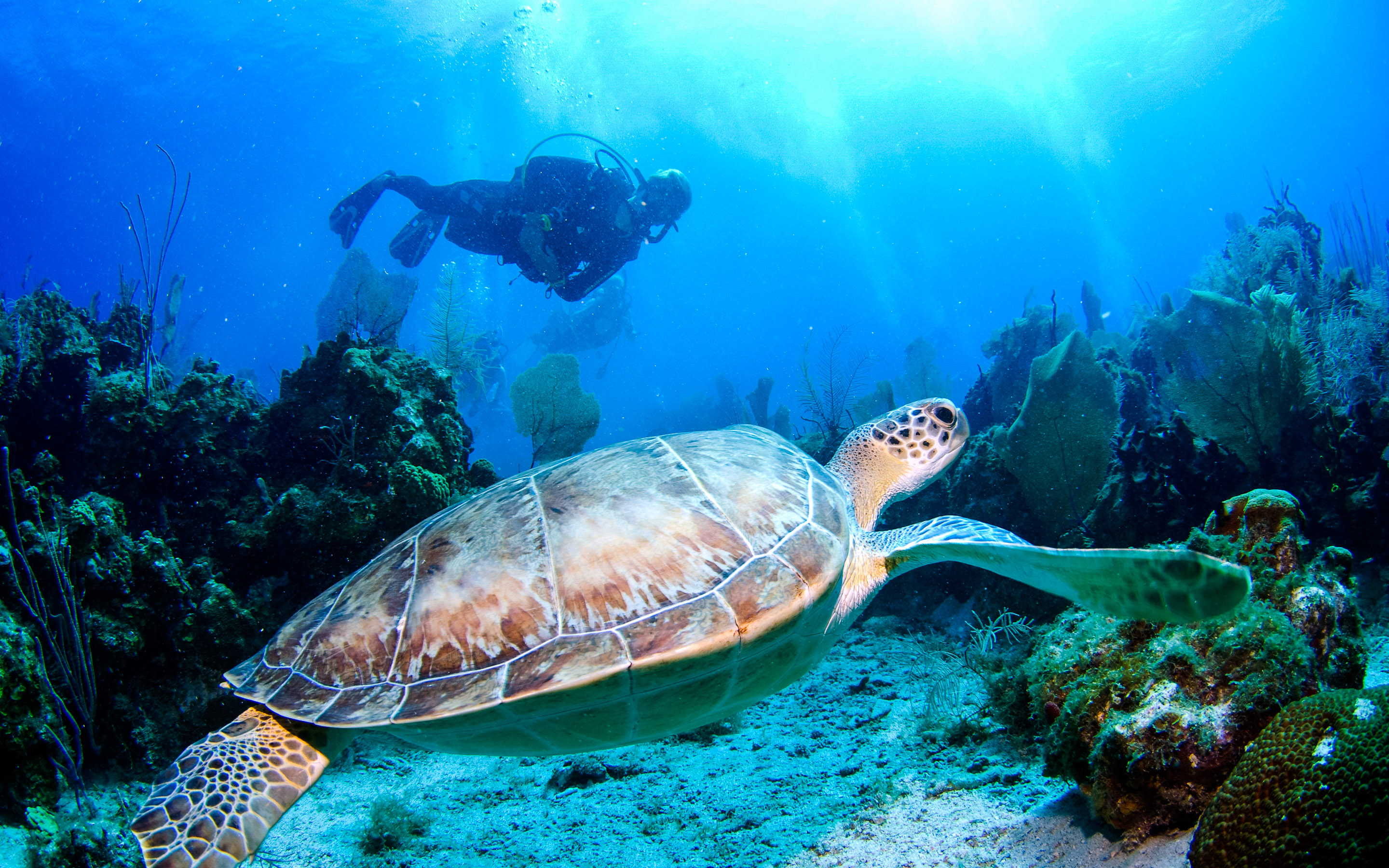 Pic1216-1 منابع کنکور کارشناسی ارشد زیست شناسی دریا