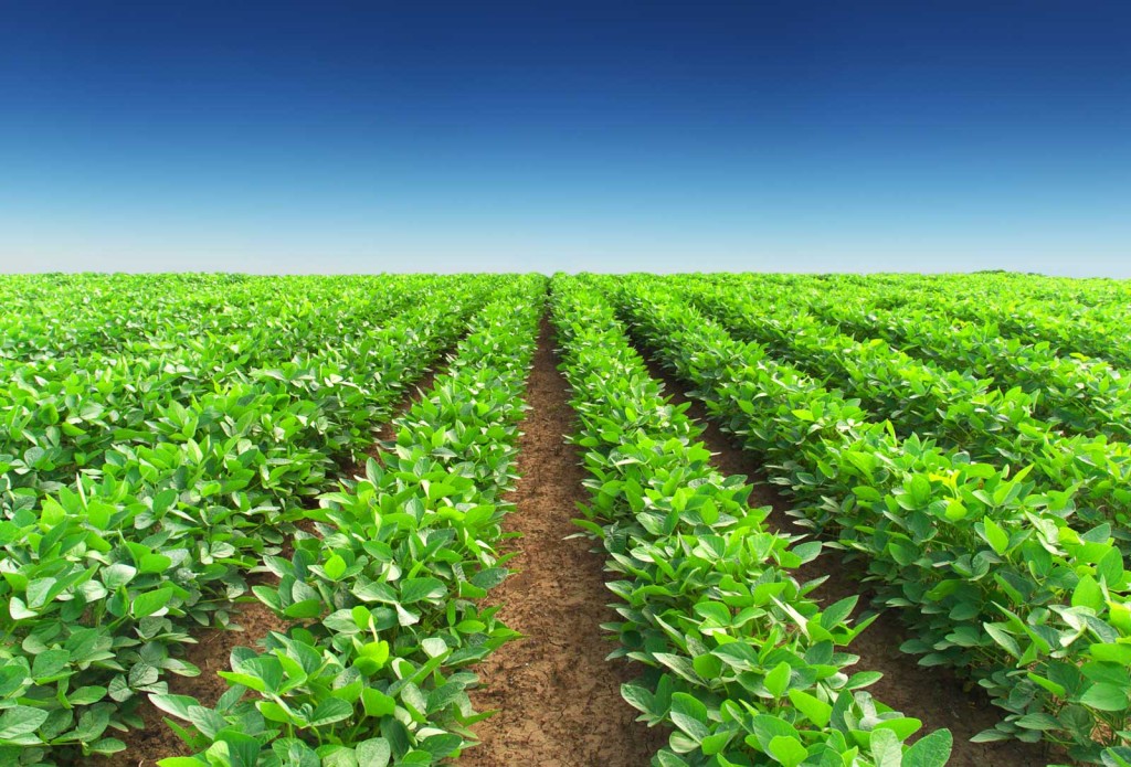 Pic1303-1 منابع کنکور کارشناسی ارشد زراعت و اصلاح نباتات