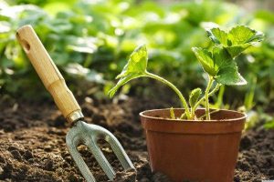 منابع کنکور کارشناسی ارشد مهندسی باغبانی