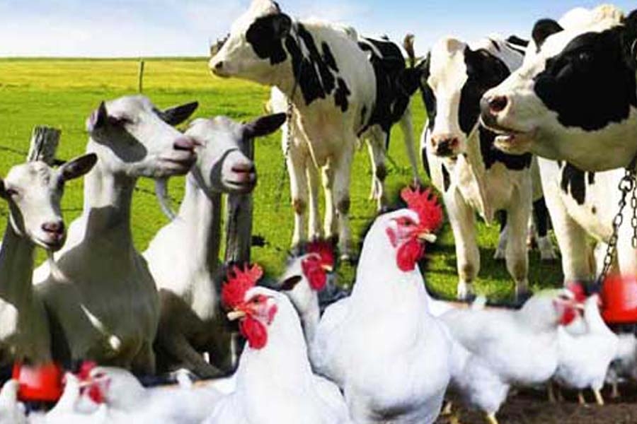 Pic1309 منابع کنکور کارشناسی ارشد علوم دام و طیور