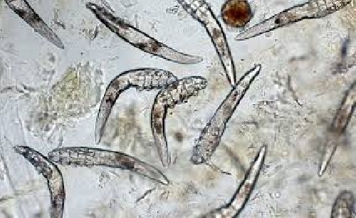 Pic1501-1 منابع کنکور کارشناسی ارشد انگل شناسی دامپزشکی