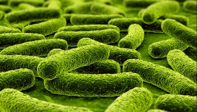 Pic1505-1 منابع کنکور کارشناسی ارشد باکتری شناسی دامپزشکی